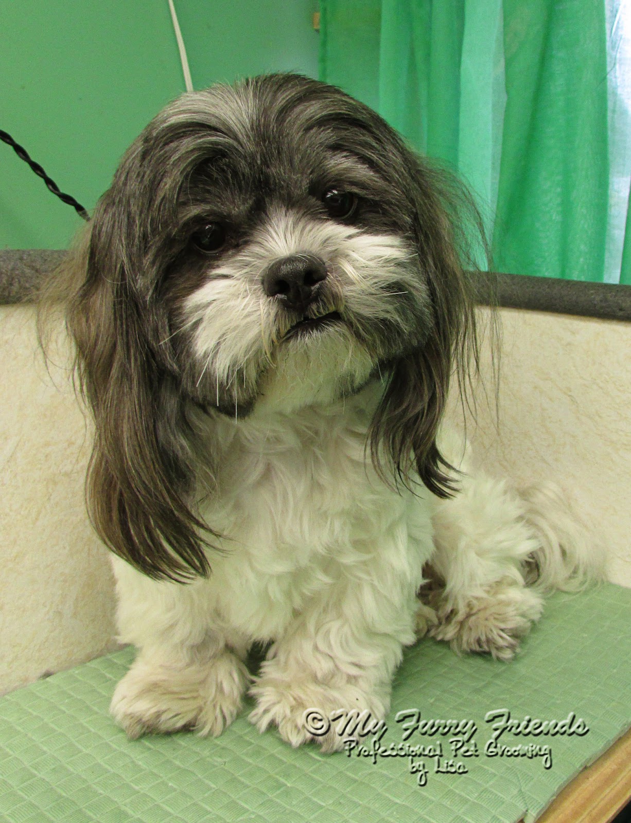 shih tzu with hair shih tzu hair breeds picture shih tzu with hair shih tzu hair breeds picture