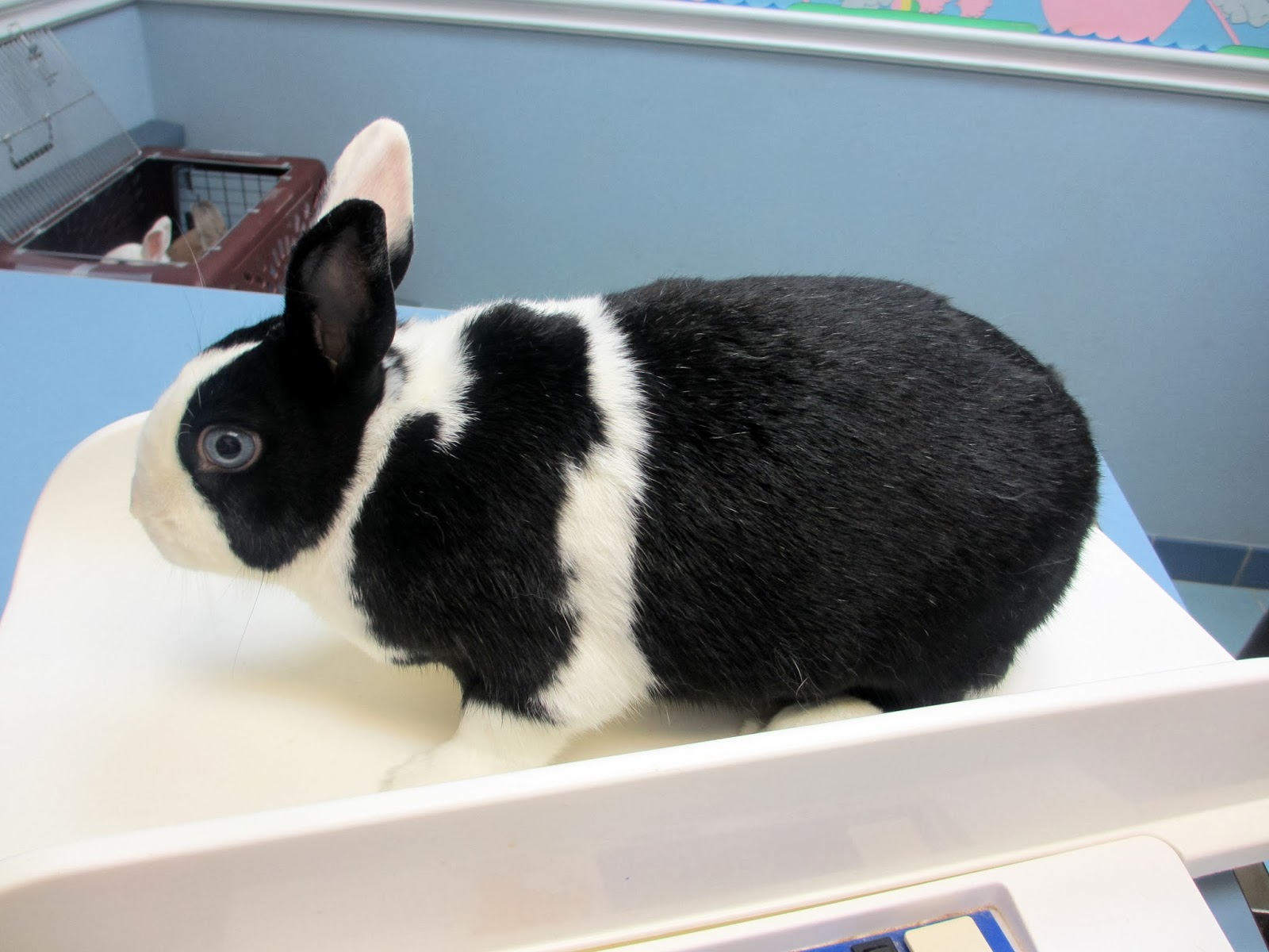 How Much Does A Vet Visit For A Bunny Cost at Ruby Speer blog