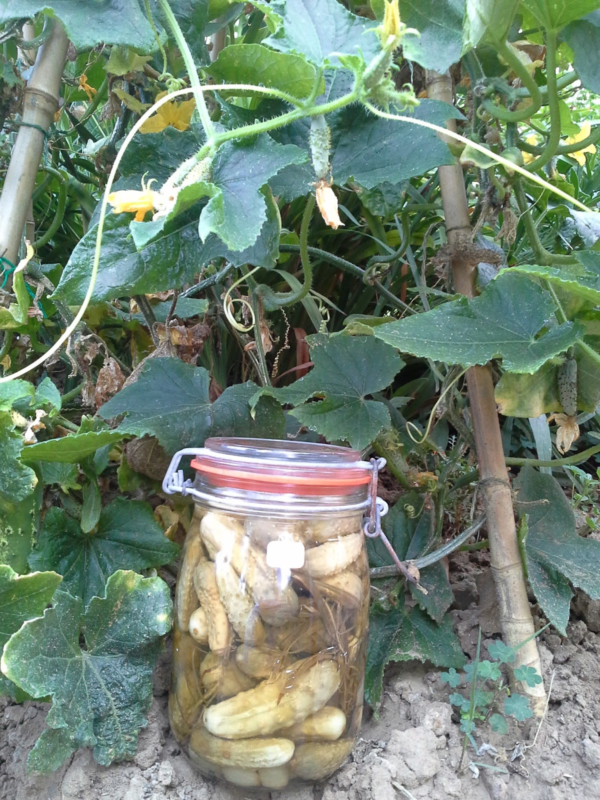 Du jardin à la table CORNICHONS AU VINAIGRE