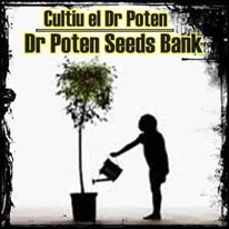 Cultiu el Dr. Poten Growshop&Seedbank