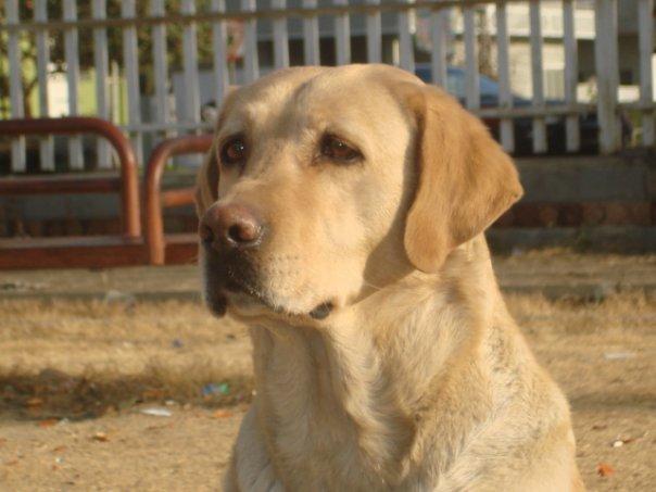 2 year old labrador for sale