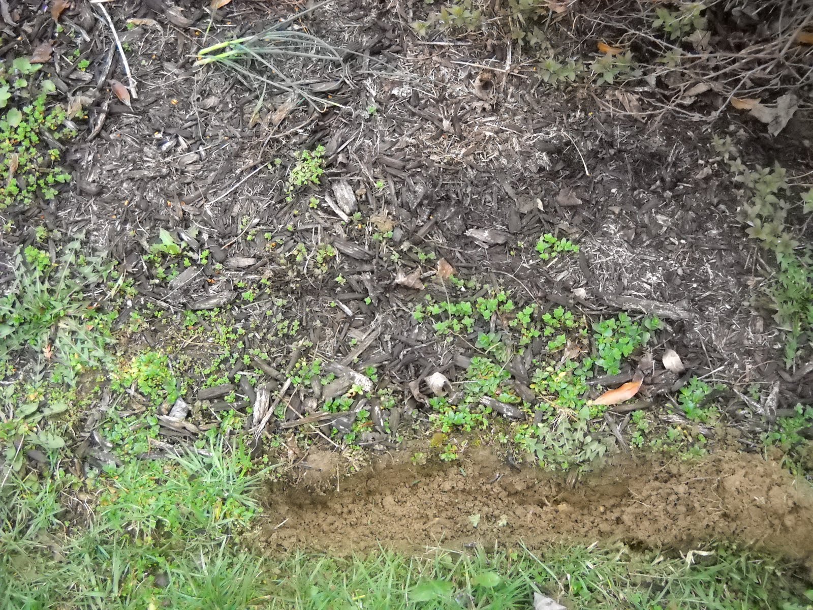 Plants Are The Strangest People 5 30 10 6 6 10