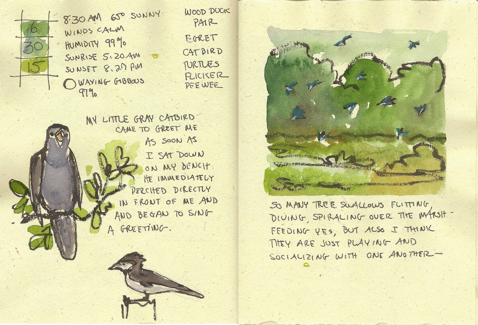 Jan Blencowe's Sketchbook Hypothesis Nature Journal Entries June 24,25 &30