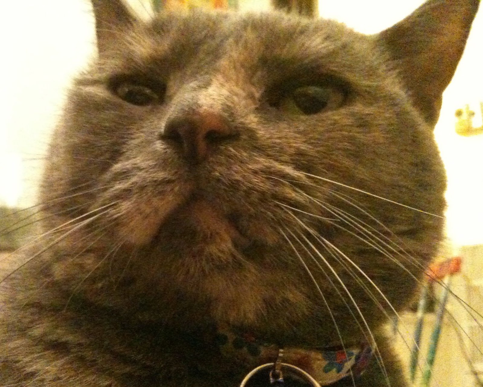 vegankind Evolution Diet Cat Food review, or "I ate cat food for