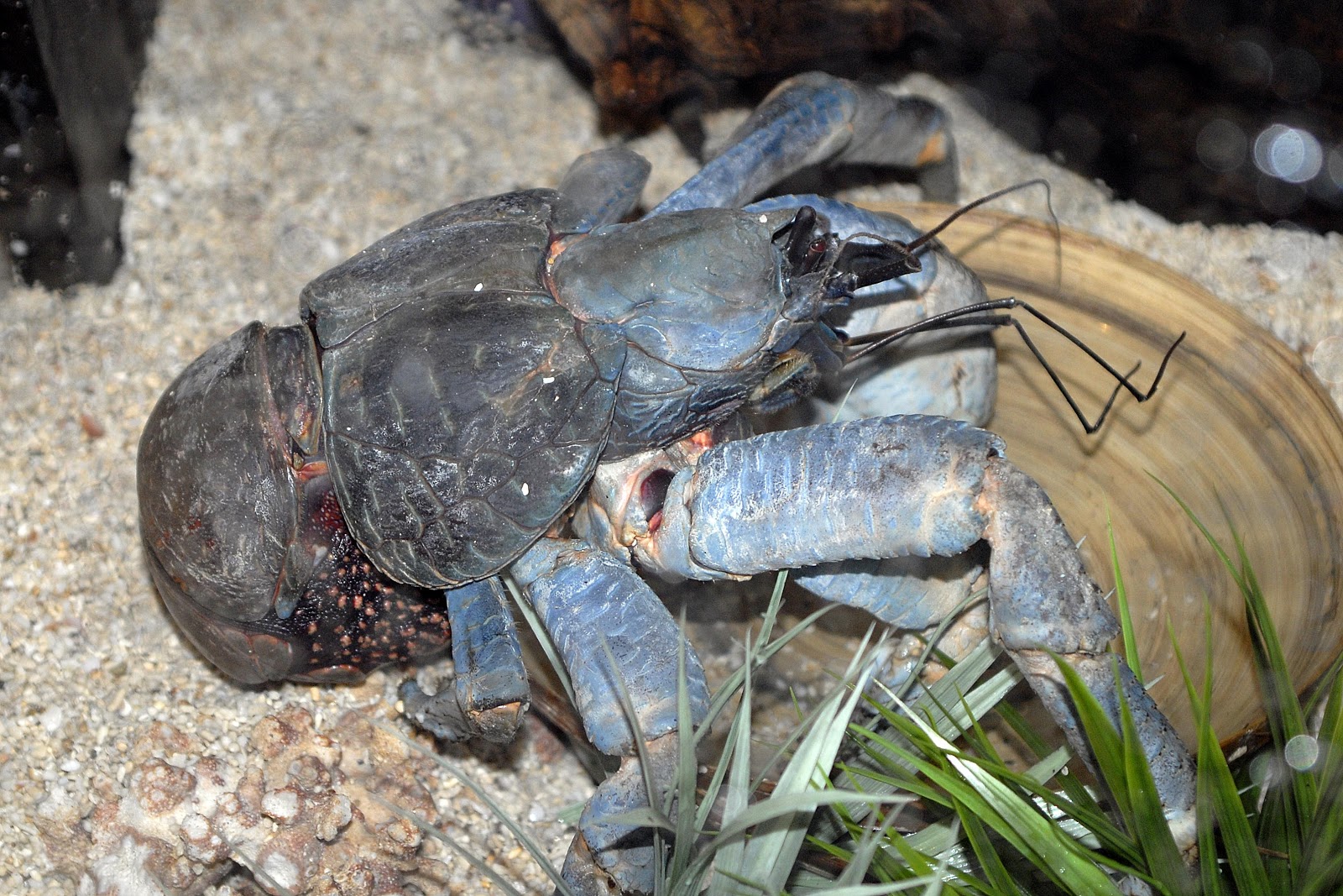 Huntsman Marine Science Centre Coconut crabs