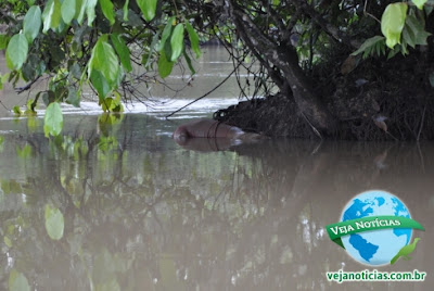 Corpo é encontrado Boiando no Rio Cujubim na manhã deste domingo