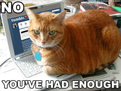 funny-cat-sitting-on-laptop.jpg