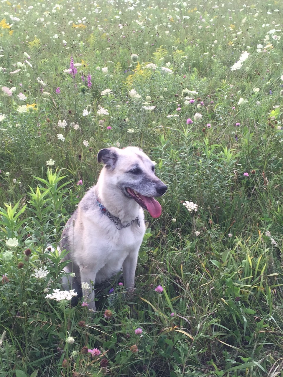 Ottawa Valley Dog Whisperer Quercetin Alternative Medicine for Dogs