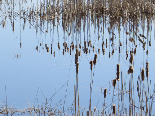 wetland