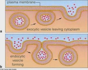 biologi is transport pada membran biologi is transport pada membran