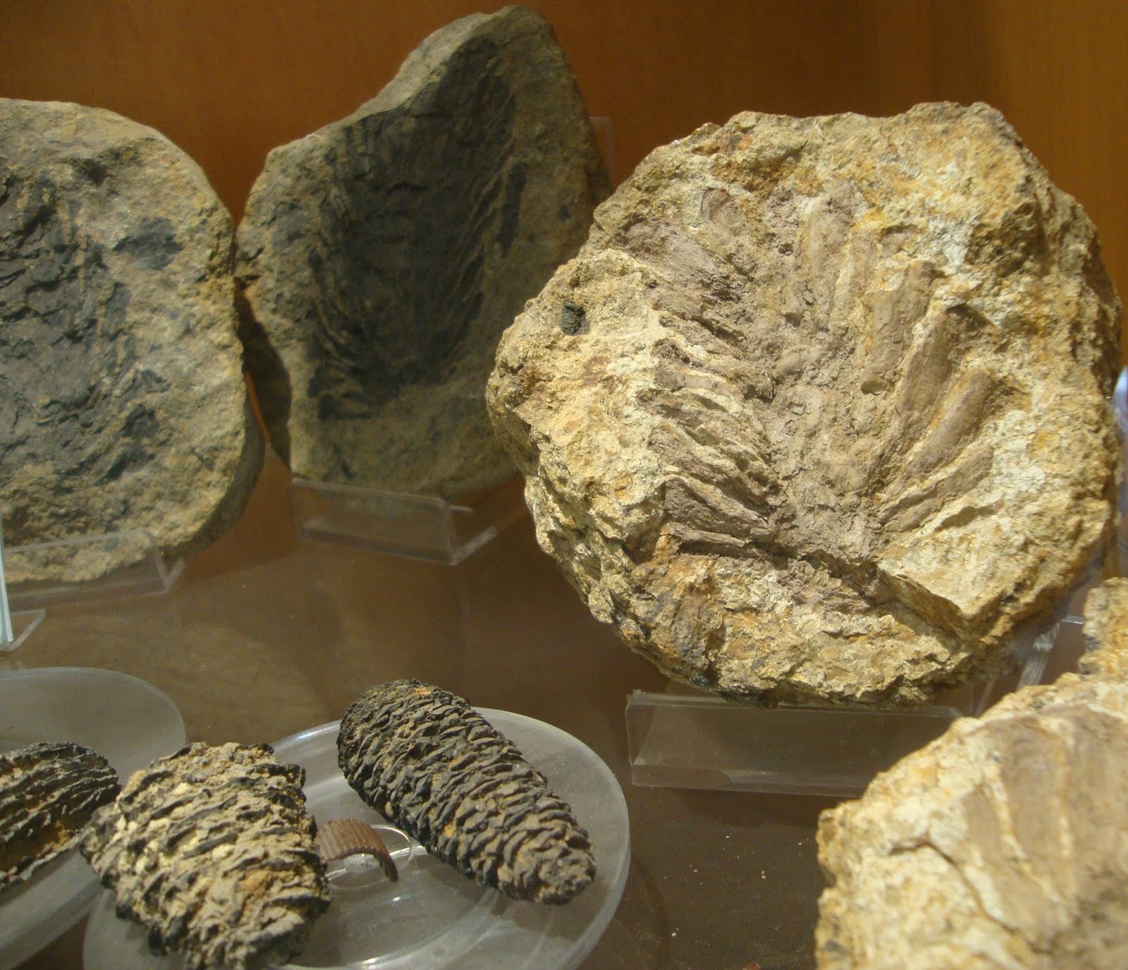 Fossil corals Fossil Corals Museum of Paleontology, Naples