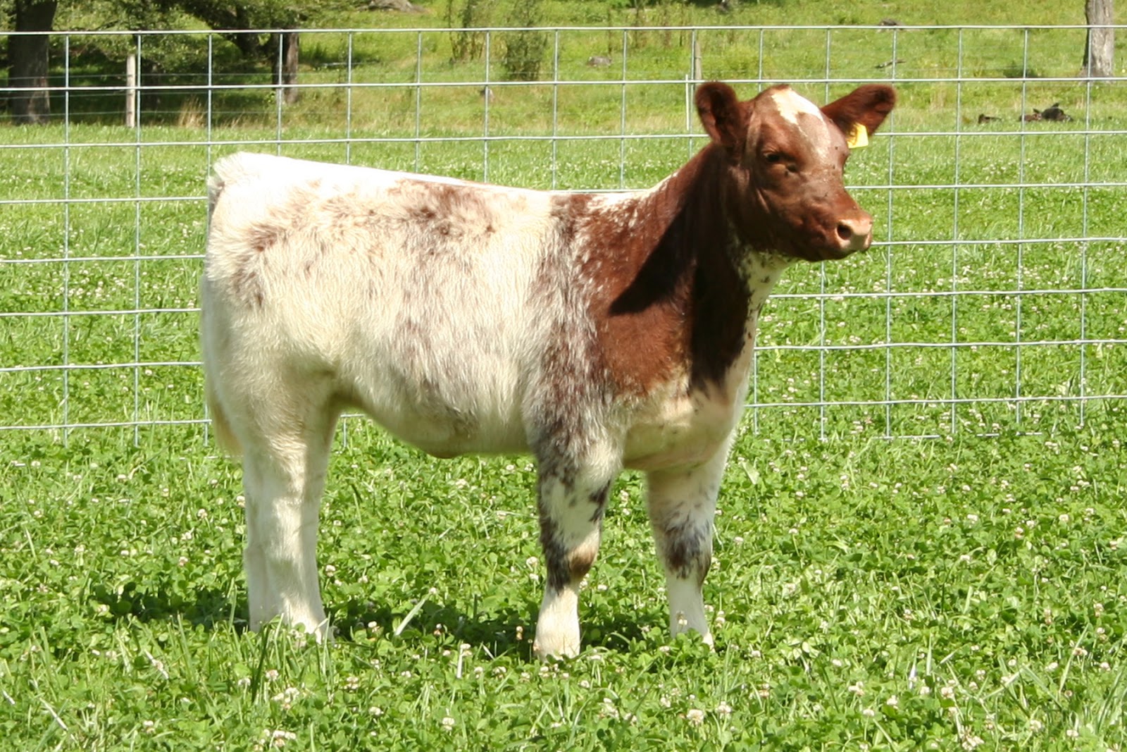 Trausch Farms Sunrise Club Calves Sale Pics