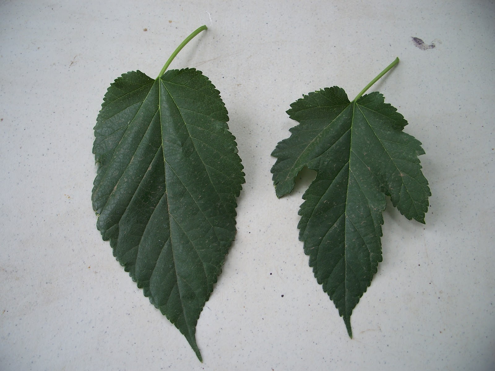 trees that please nursery mulberry tree trees that please nursery mulberry tree