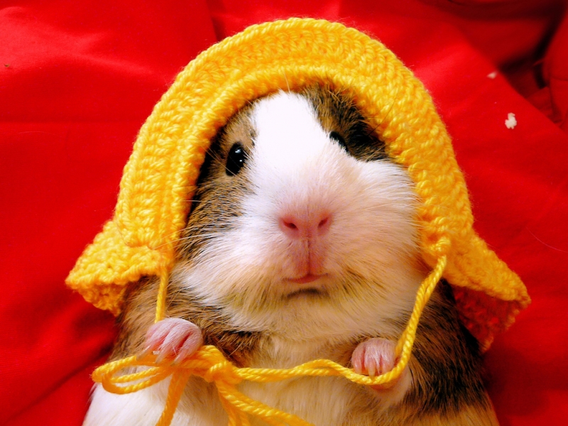 Hamster+Funny.jpg