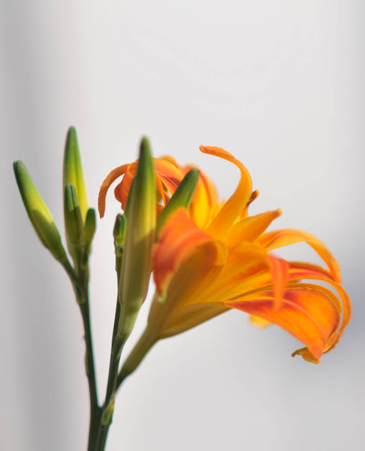 Orange lilies that bloomed today morning after the squall yesterday. Shot with the Nikon D300 and the Nikon 85mm f1.8 @ F2.8