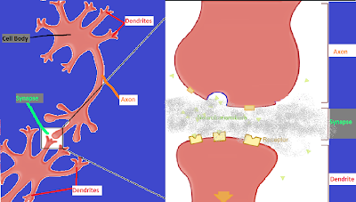 grey matter,white,axon,dendrite,cell body,synapse,neurotransmitters,impulse,nerve