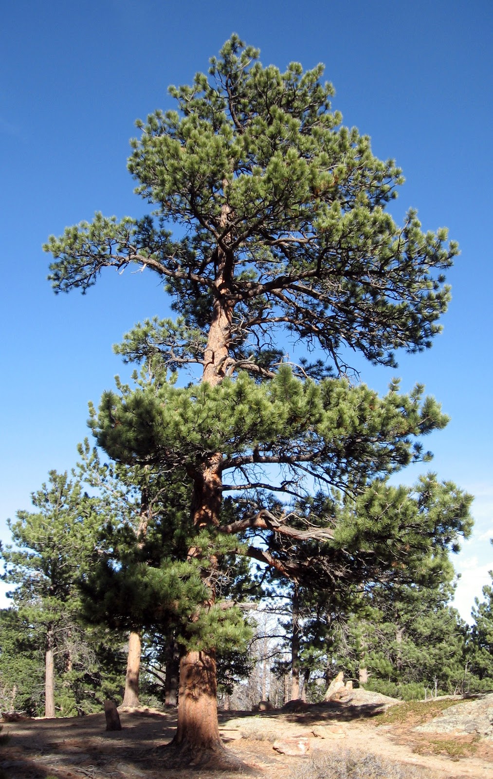 Pitch Pine Tree