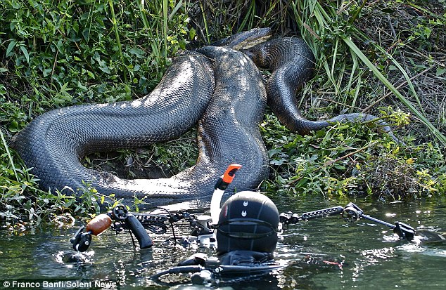 Top 20 Dangerous And Fabulous ANACONDA Snake Wallpapers In HD