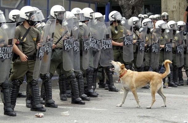 AthenHund2.jpg