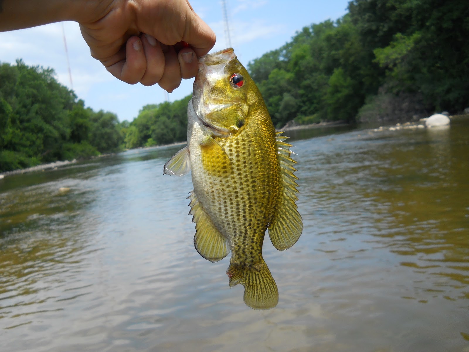 What the Karp!?! The Straight Talk on Curly Tail Grubs
