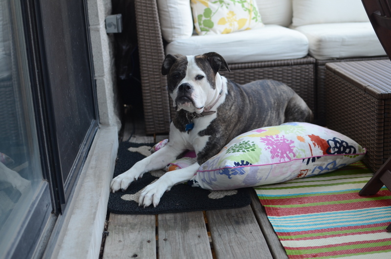 Two Pitties in the City DoggyStyle The Outdoor Dog Resistant Rug