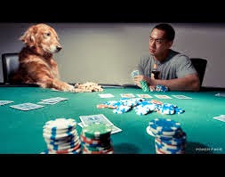 Perro jugando poker. Chiste de animales