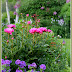 Favorite Color Combinations in the Garden