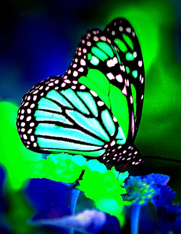 mat denan Butterfly ScreenSaver Volume mat denan Butterfly ScreenSaver Volume