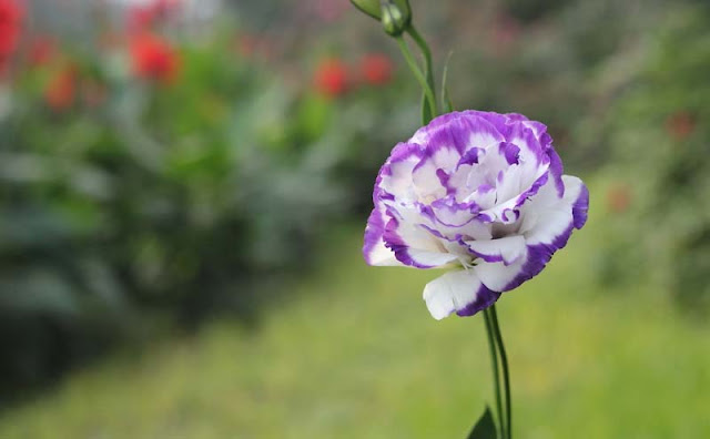 Lisianthus Flowers Pictures