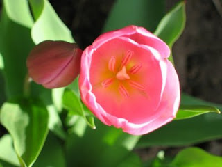 Tulipán, una flor con historia . tulipán rosa