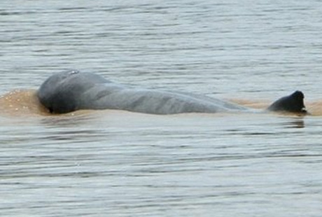 Mekong+dolphin+facts