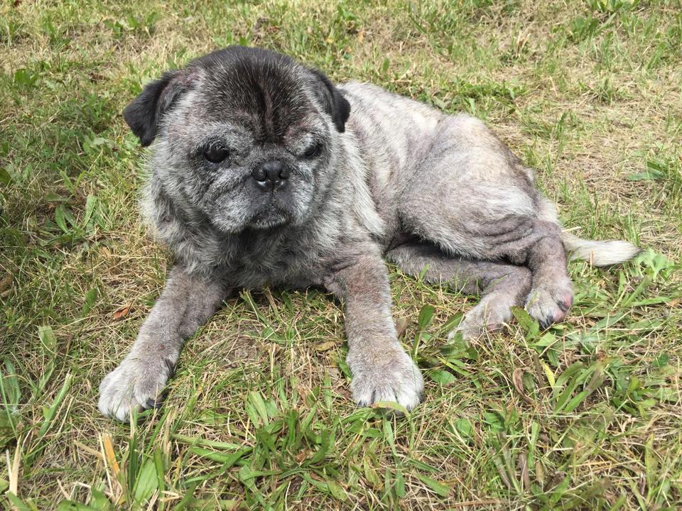pug rescue ta piedad perro de quot raza quot anciano es tirado desde un auto en movimiento como basura pug rescue ta piedad perro de quot raza quot anciano es tirado desde un auto en movimiento como basura