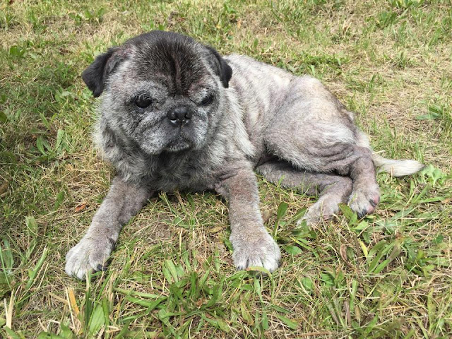 Sin piedad Perro de &quot;raza&quot; anciano es tirado desde un