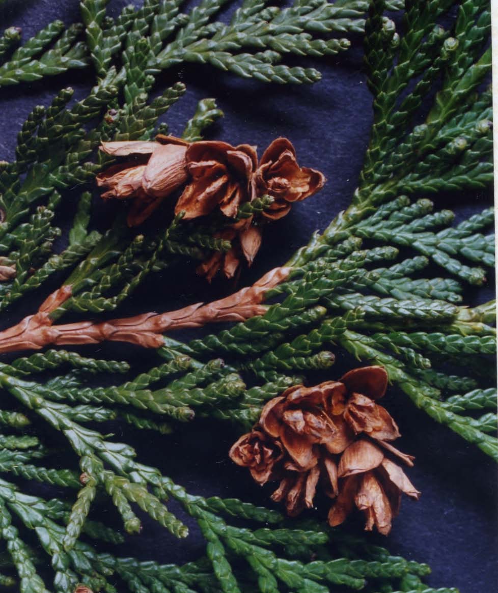 Arbor Vitae Tree Identification Autumn Weddings Pics