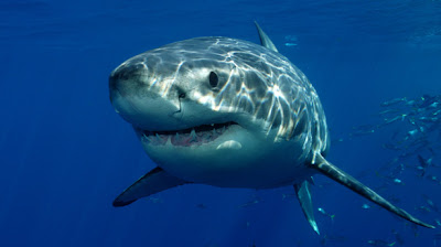 Great White Shark