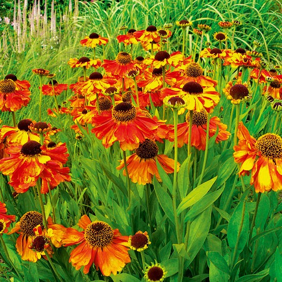 7 Rare and Unusual Plants for Your Cottage Garden