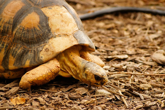 slow moving turtle public domain picture slow moving turtle public domain picture