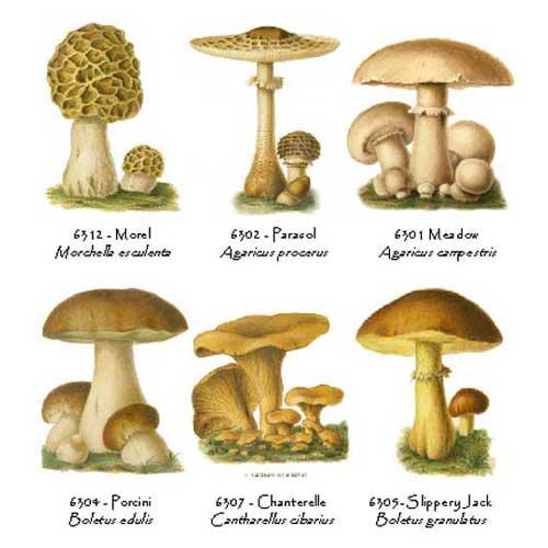 Images Of Mushrooms