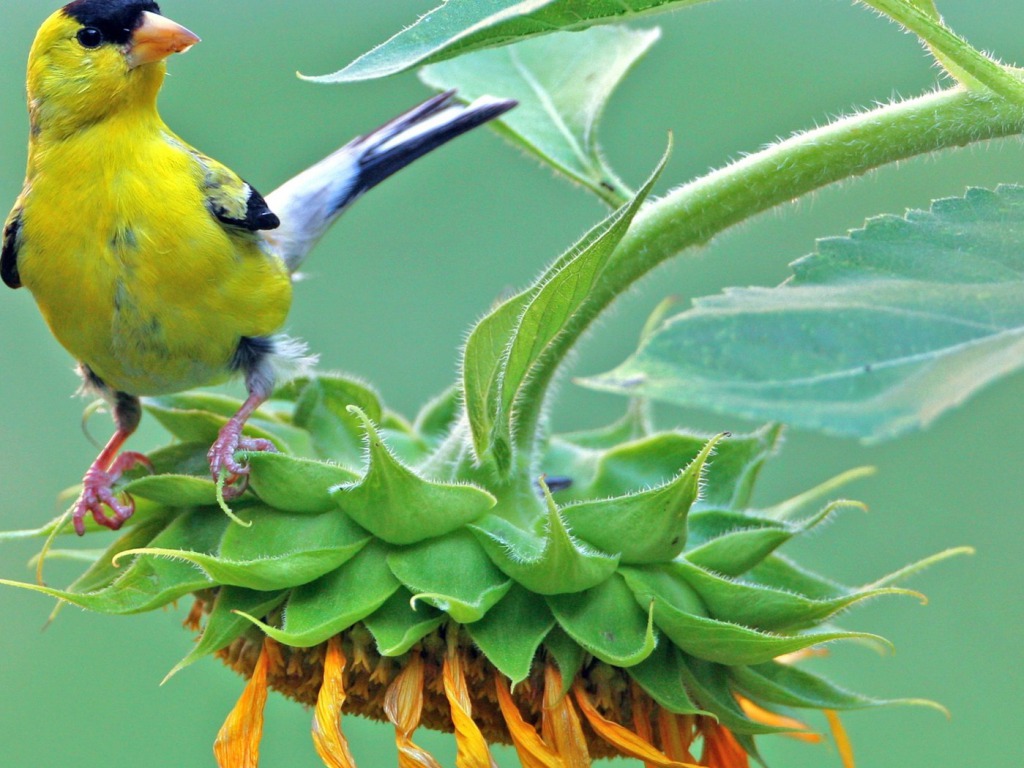 hd wallpapers for desktop bird on sunflower hd wallpapers for desktop bird on sunflower