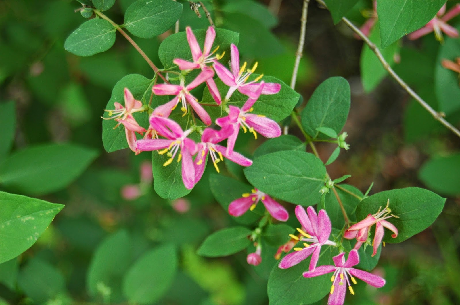 What's Blooming Connecticut Tatarian Honeysuckle