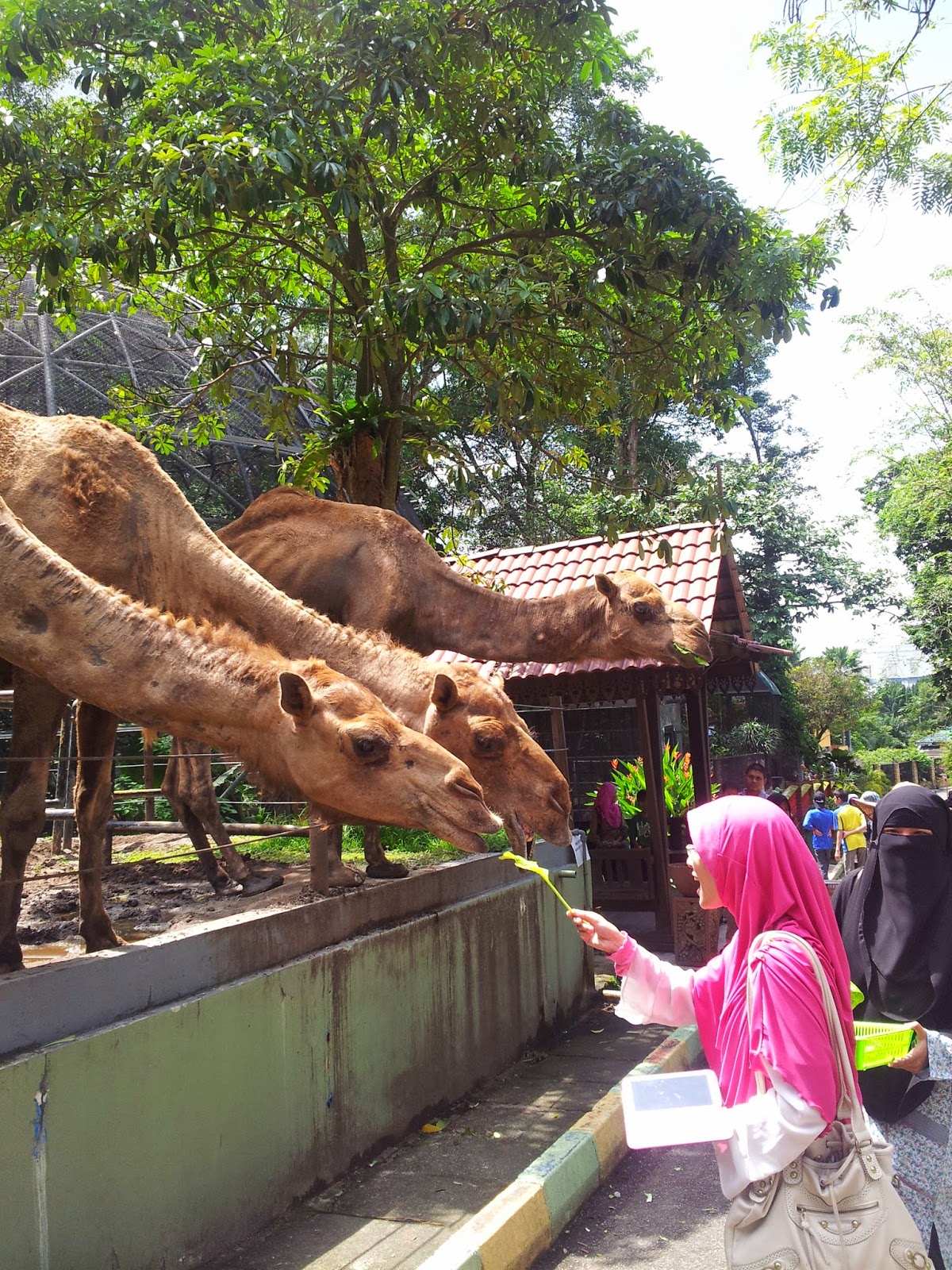 Kelipkelip kehidupan... Cuticuti JB Zoo Johor