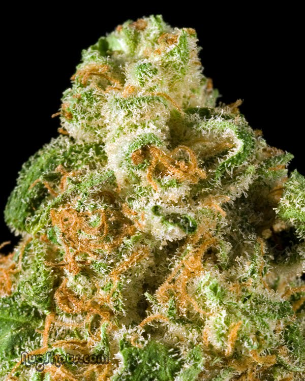 Champagne Cannabis