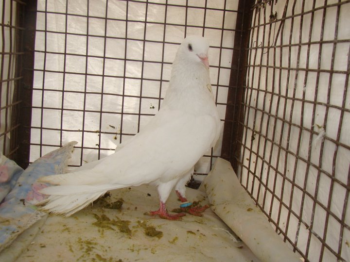 chuina indian pigeon high flyer pigeon master loft high flyer pigeon in india