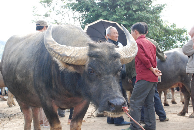 Tham quan chợ Bắc Hà, Lào Cai