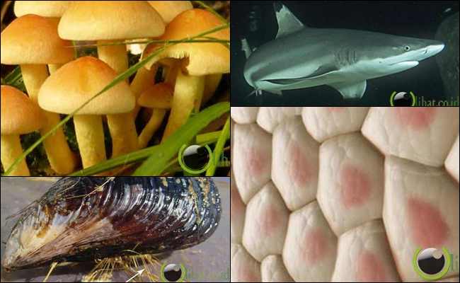 10 Benda Digunakan Manusia yang Ditiru dari Alam 10 Benda Digunakan Manusia yang Ditiru dari Alam