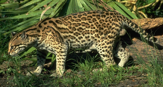 Que Especies De Animales Estan En Peligro De Extincion En Colombia