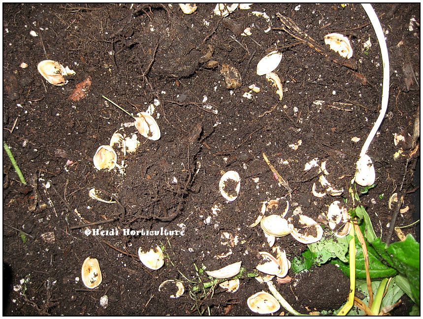 Heidi Horticulture Pistachio Shells for Compost