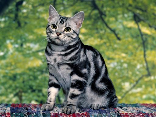 Tabby cats calico cats