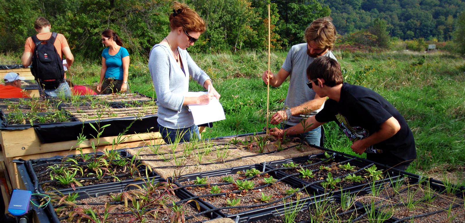 Native Ontario Plants for Green Roofs Garddwest