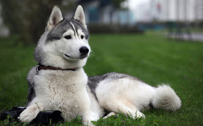 Cachorro bonito Husky Siberiano